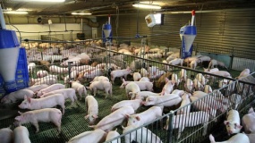 pogłowie świń w Unii Europejskiej