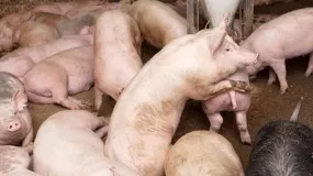 lidl, program dla producentów świń 