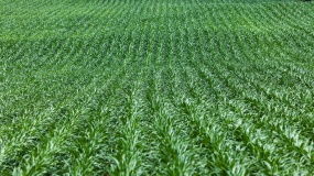 kukurydza, stan plantacji, siewy