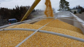 ceny pszenicy, ceny kukurydzy, Ukraina 