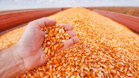 import zbóż z Ukrainy, import