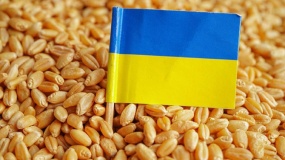 eksport zboża, eksport pszenicy, Ukraina 
