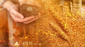 matif, giełda, zboża, ceny zbóż, notowania zbóż, notowania rzepaku