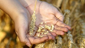 ceny pszenicy, ceny kukurydzy, import zboża, Ukraina 