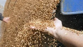 ceny pszenicy, ceny zbóż, ceny skupu zbóż, ceny skupu pszenicy, ceny kukurydzy